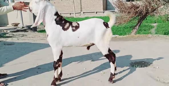 Bakra for sale call me_03230718297