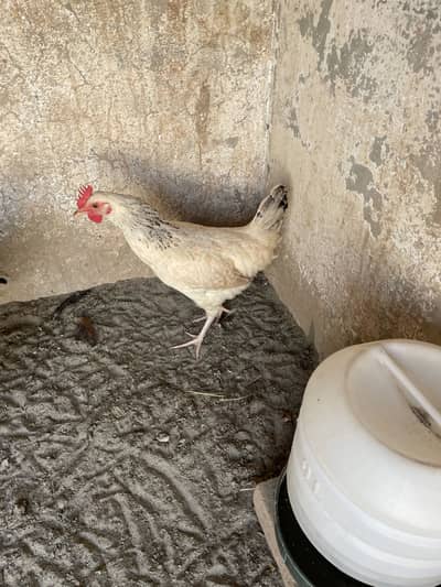 Andea wali Golden misri murgiya (03213831829)