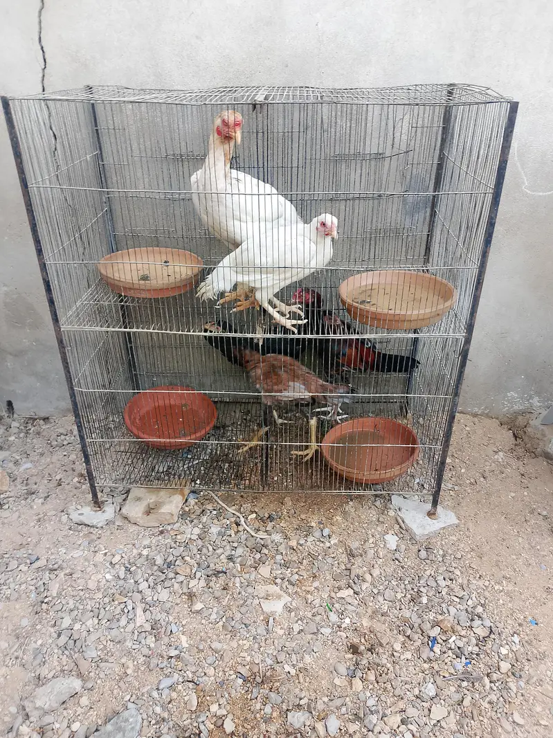 aseel heera . lassani — photo 2