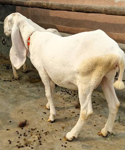 Pure Kajli Heavy weight Female for sale