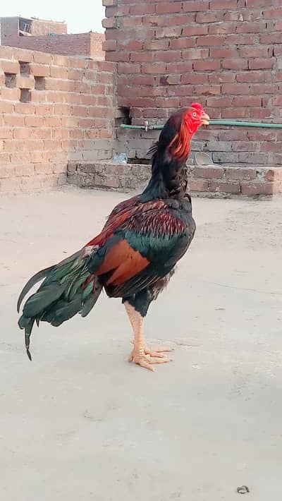 Aseel murga urgent for sale price 12000