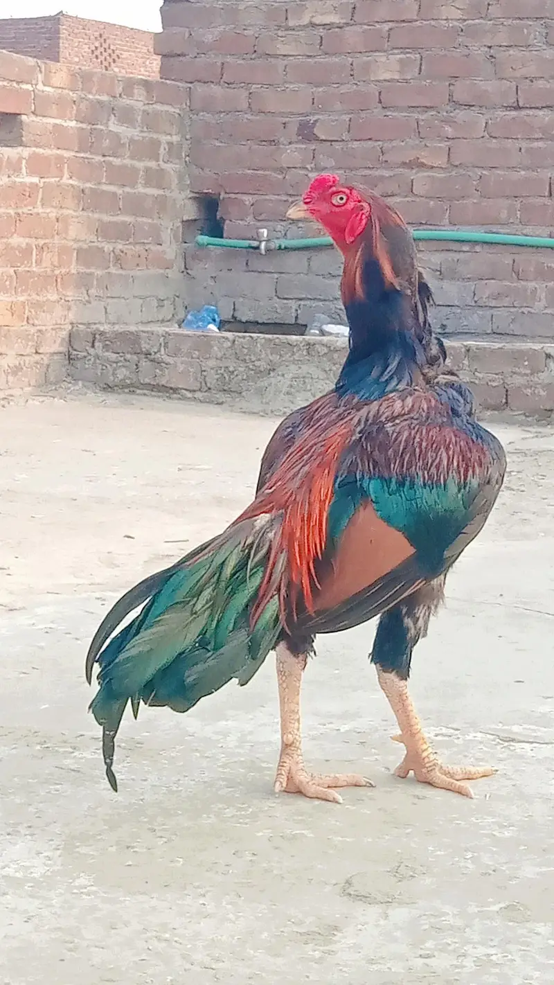 Aseel murga urgent for sale price 12000 — photo 2