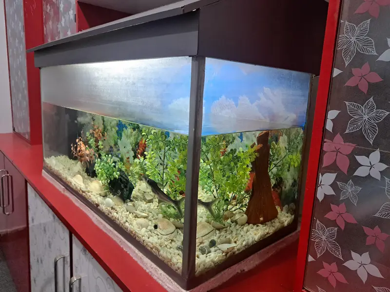 Aquarium — photo 6