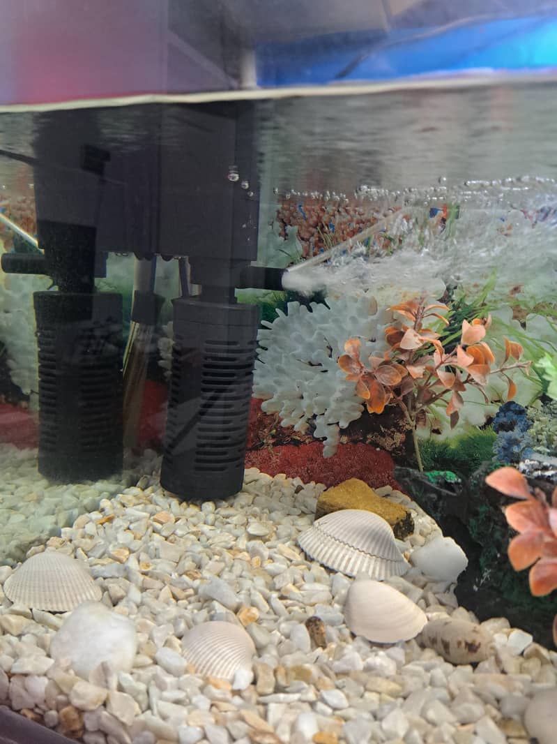 Aquarium 6