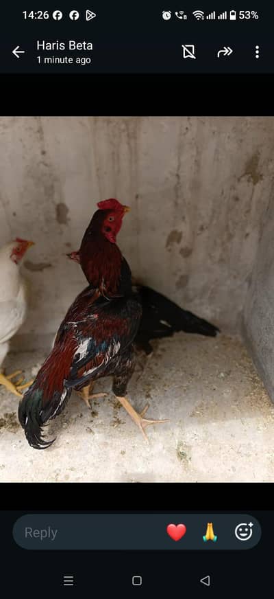 Healthy active murga for sale