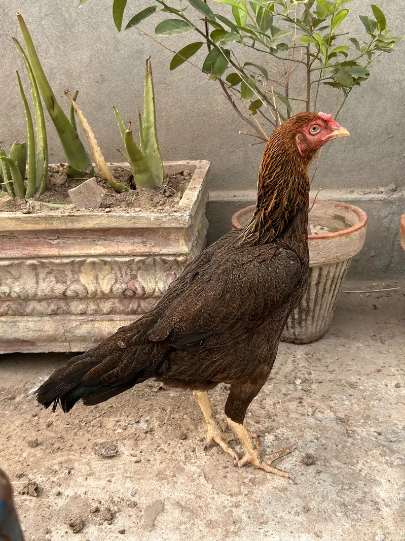 Aseel Murgi 03126972652 WhatsApp only — photo 2