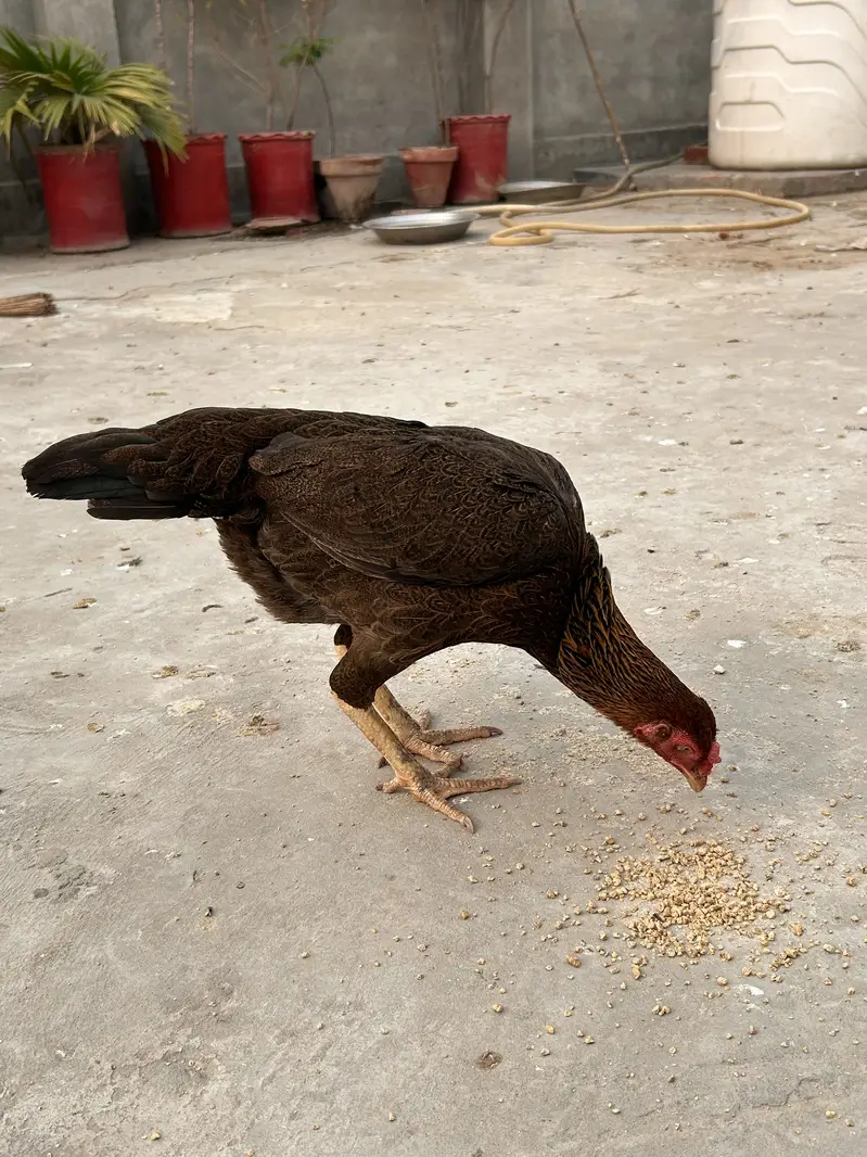Aseel Murgi 03126972652 WhatsApp only — photo 7