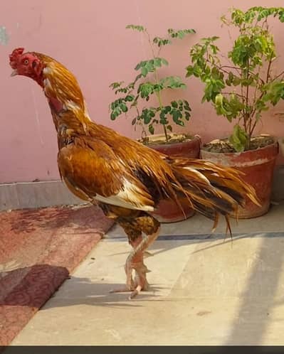 Aseel murga