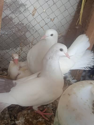 Lakha pigeon ka pair hy beautiful pigeon hy
