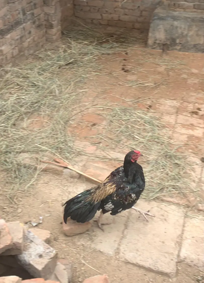 aseel jawa fiter male — photo 3
