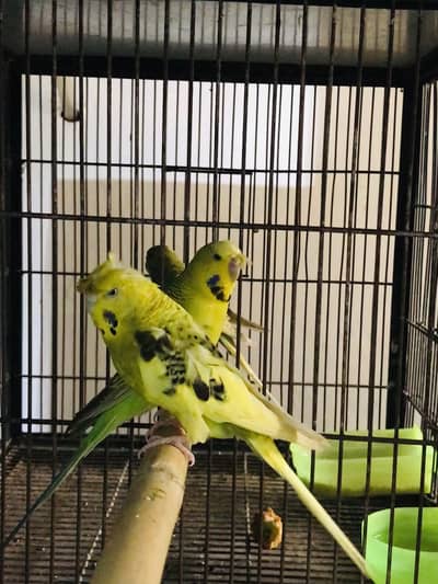 Breeder pair for sale