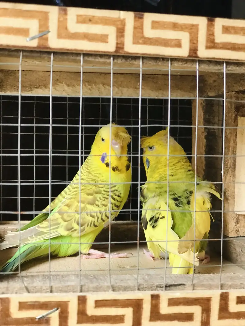 Breeder pair for sale — photo 2