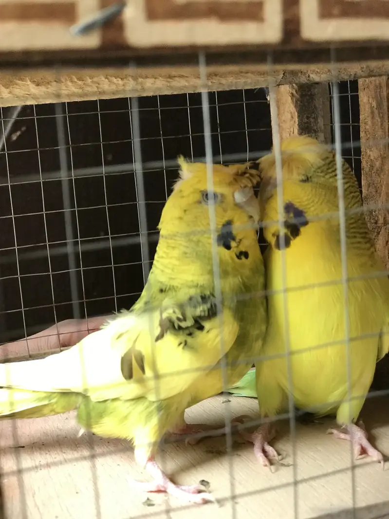 Breeder pair for sale — photo 3