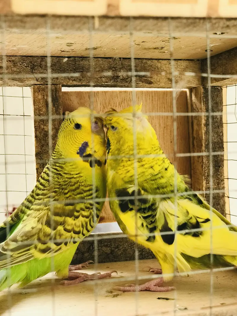 Breeder pair for sale — photo 4