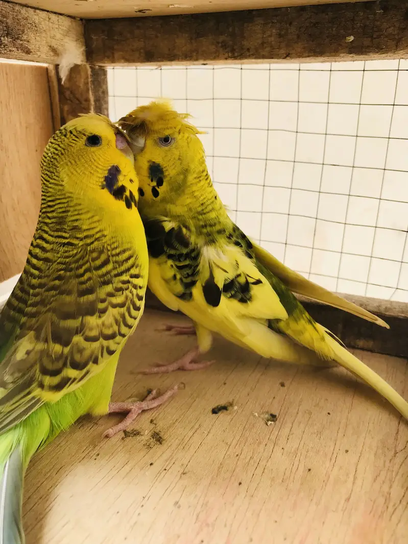 Breeder pair for sale — photo 5