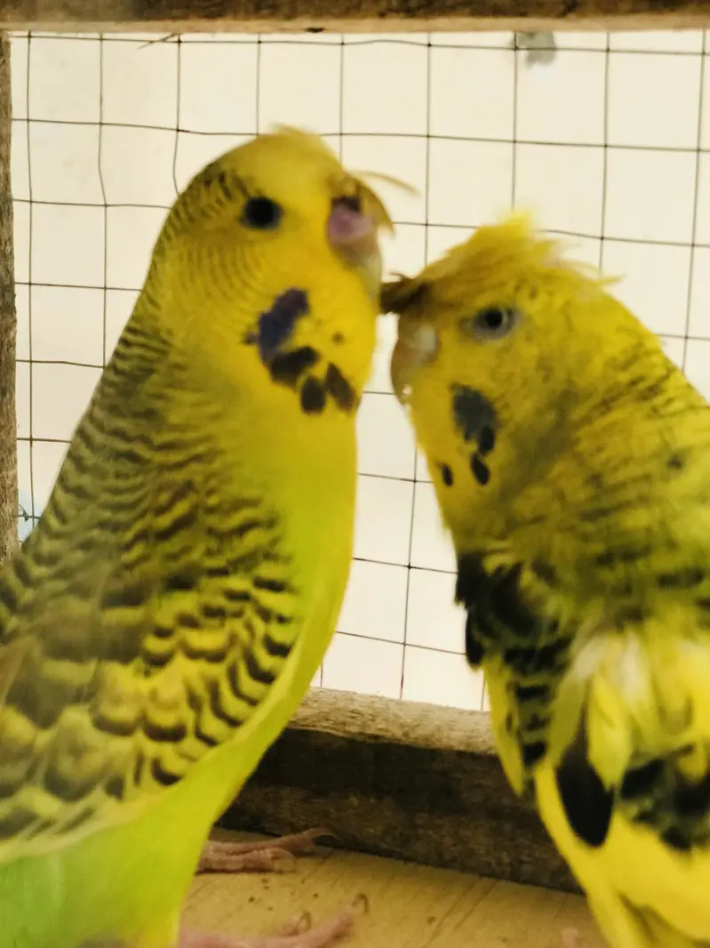 Breeder pair for sale — photo 6