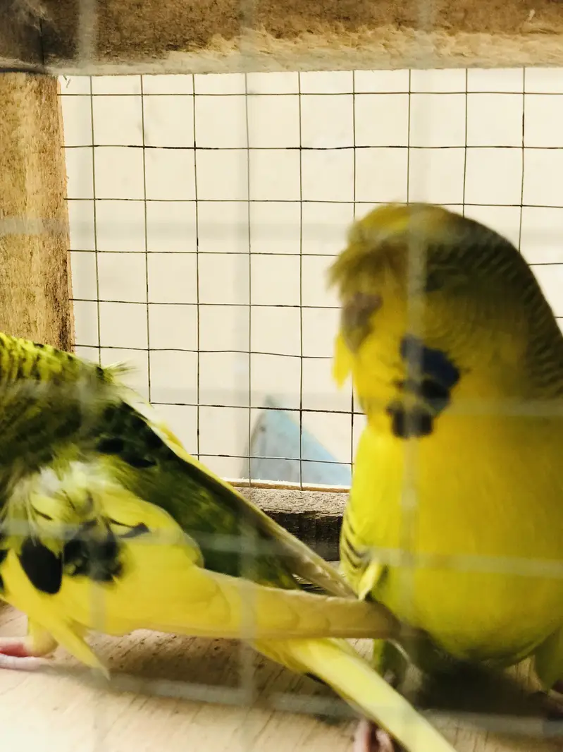 Breeder pair for sale — photo 7