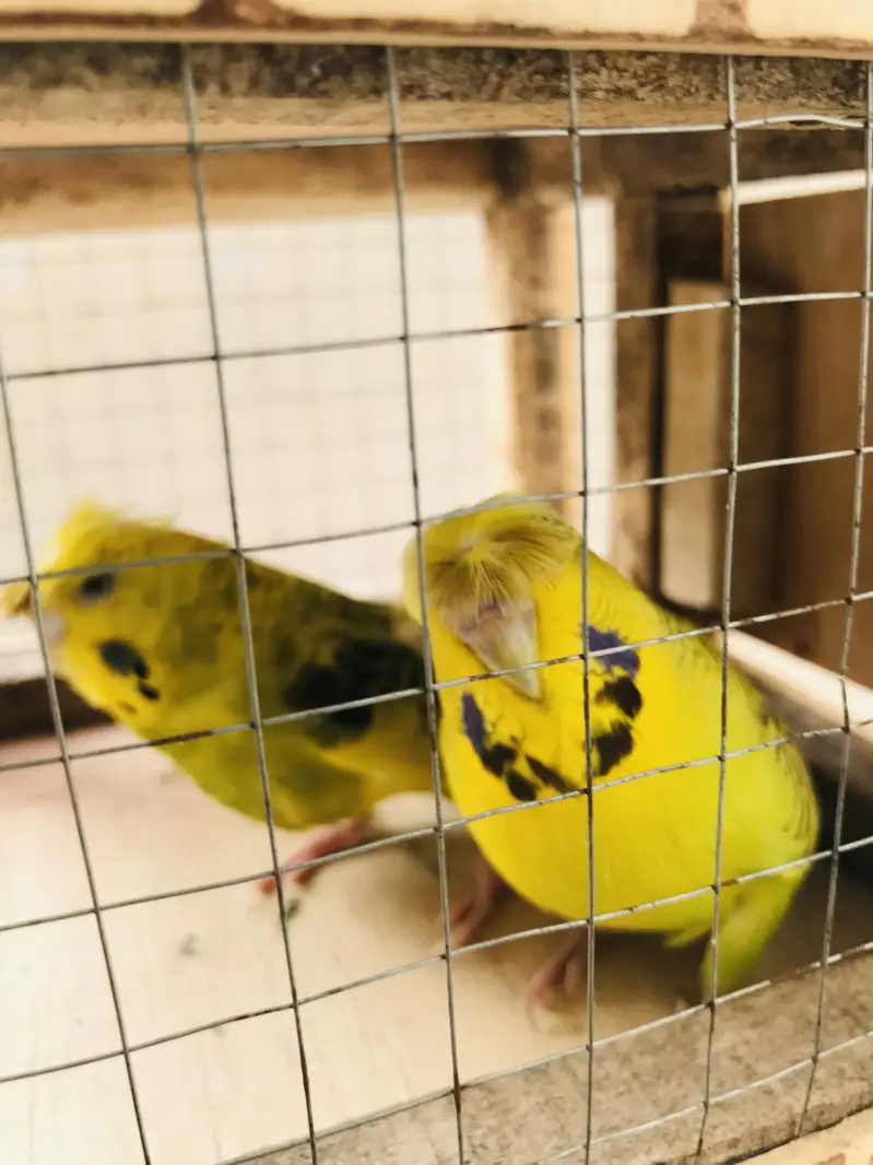 Breeder pair for sale — photo 8