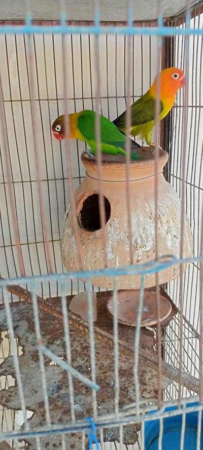 2 Breeding pair for sale