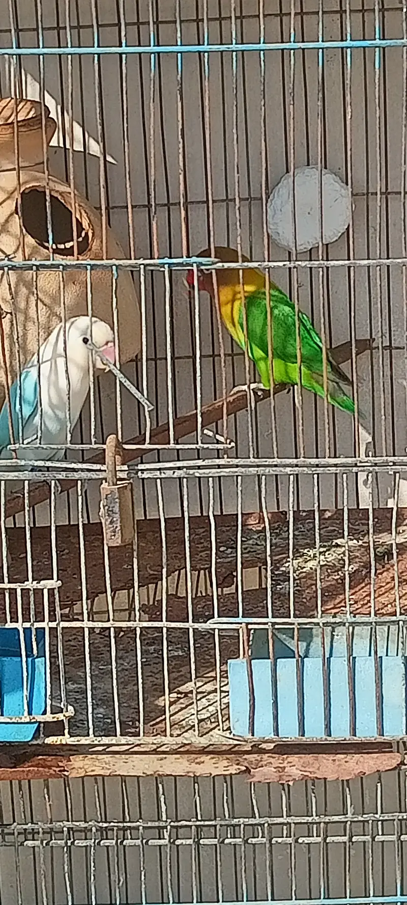 2 Breeding pair for sale — photo 2