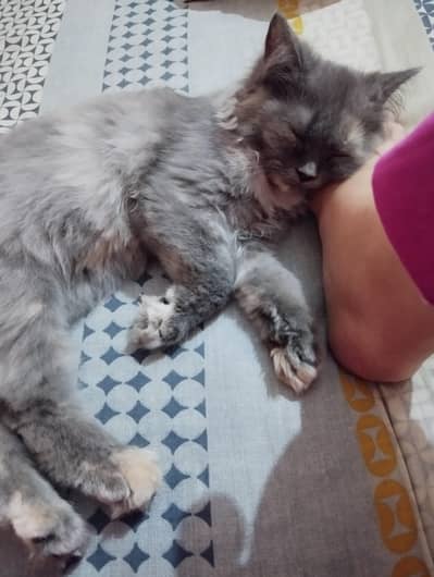 selling our cat