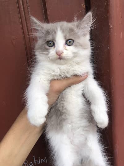 Persian cat triple coat