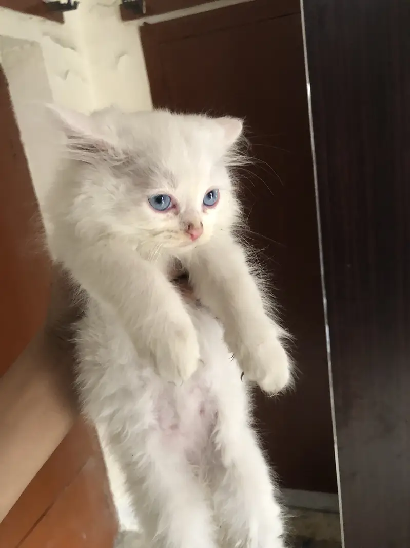 Persian cat triple coat — photo 2