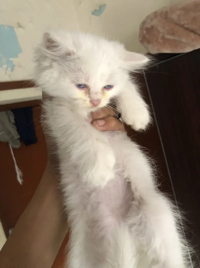 Persian cat triple coat — photo 3