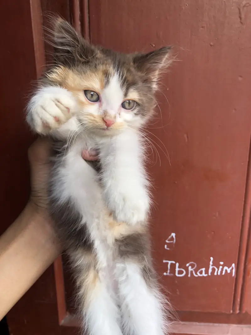 Persian cat triple coat — photo 4