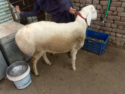 dumba for sale