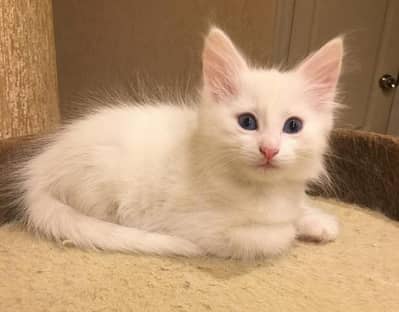 Turkish angora kittens odd eyes for sale in lahore