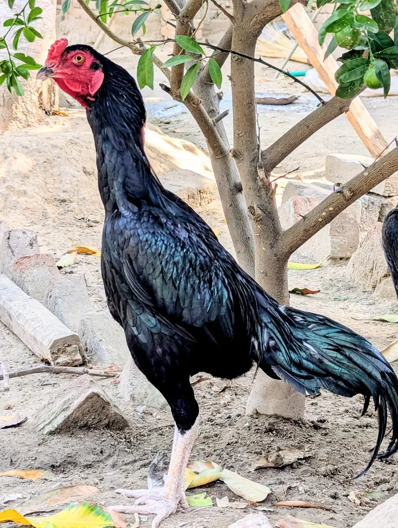 Quality lasani patha locFaisalabad only Whatsapp 03040701472 — photo 2