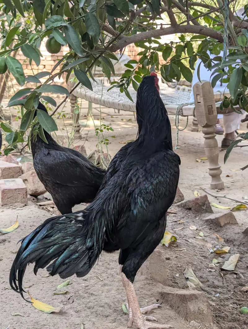 Quality lasani patha locFaisalabad only Whatsapp 03040701472 — photo 3