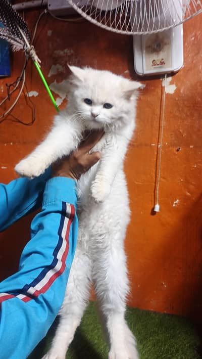 white Persian cat, fully trained