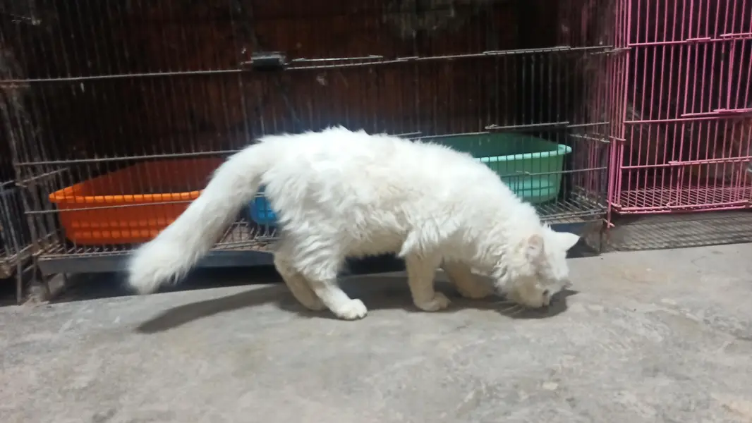 white Persian cat, fully trained — photo 2