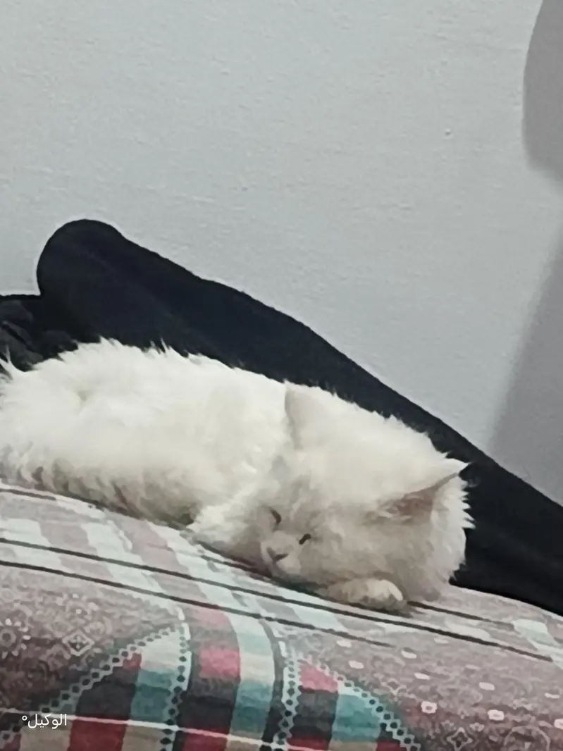white Persian cat, fully trained — photo 3