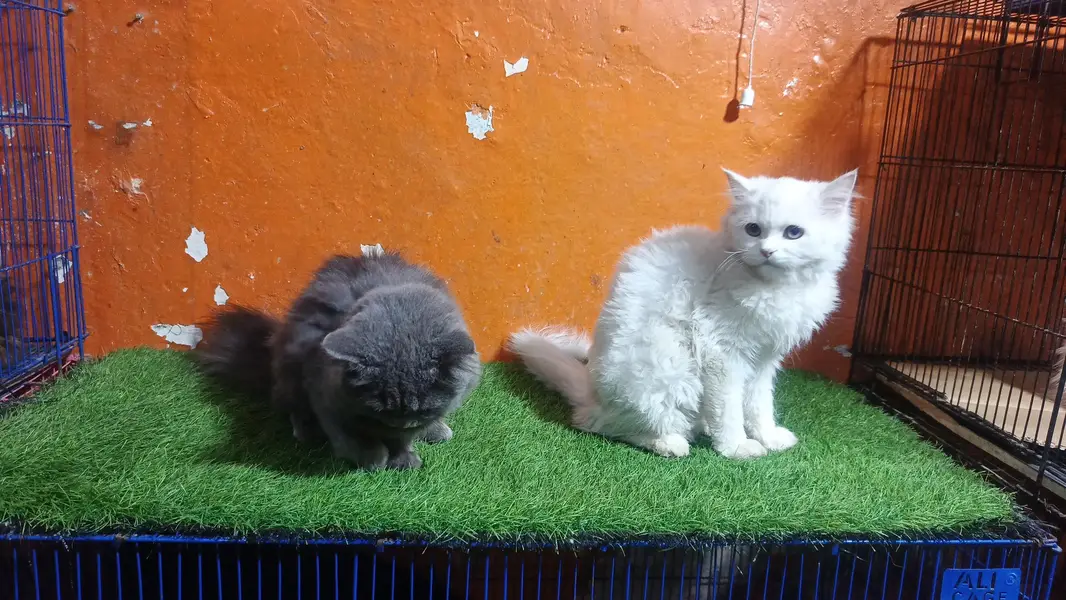 white Persian cat, fully trained — photo 4