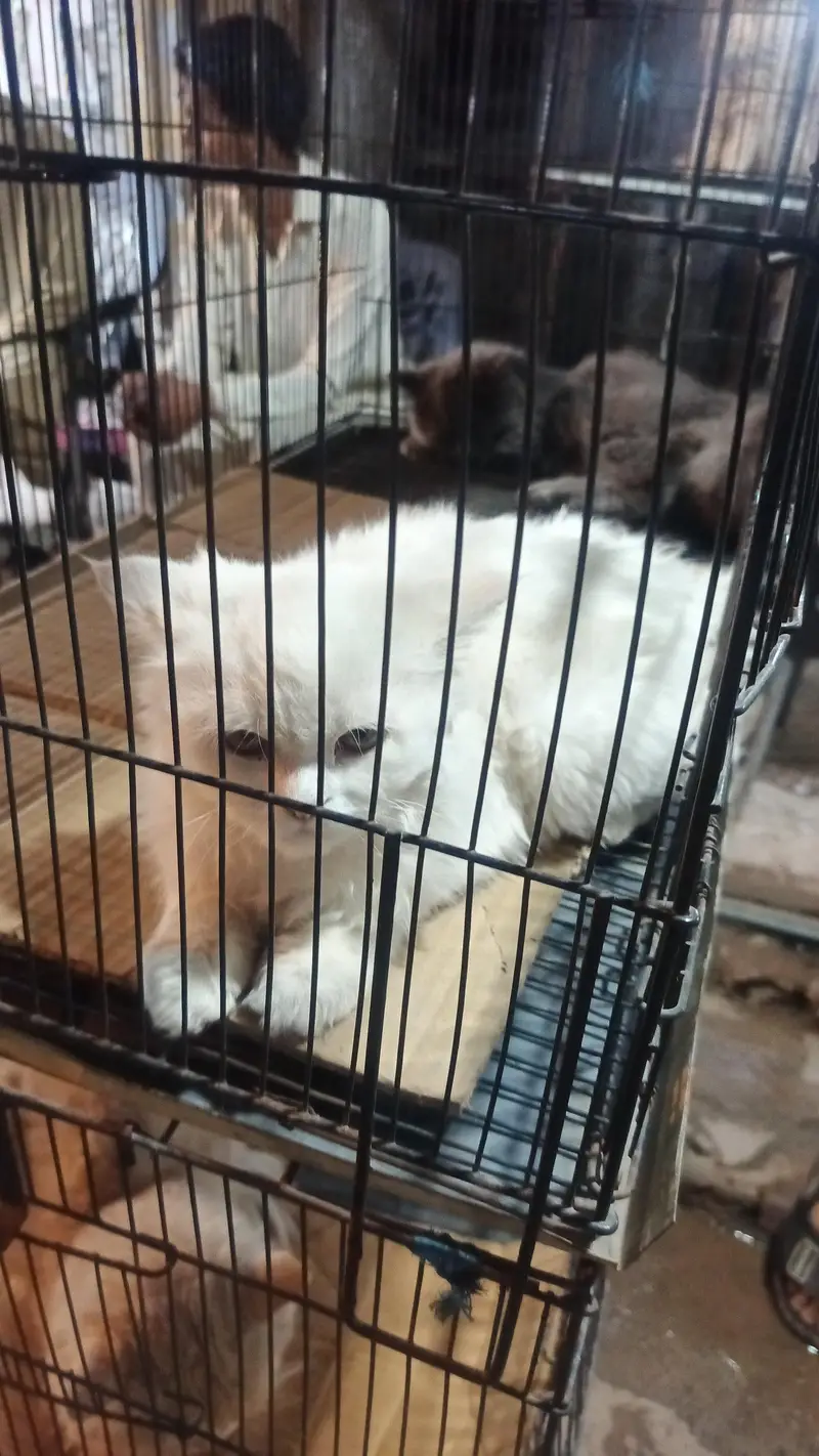 white Persian cat, fully trained — photo 5