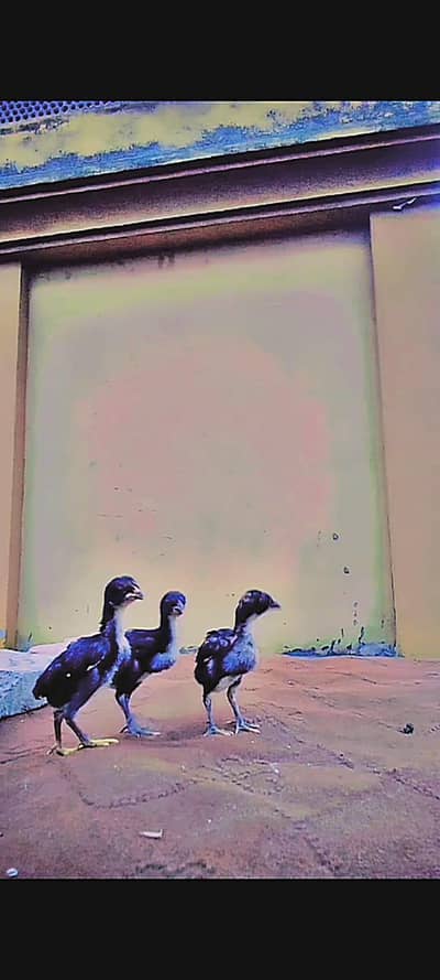 aseel Thai and shamo chicks for sale
