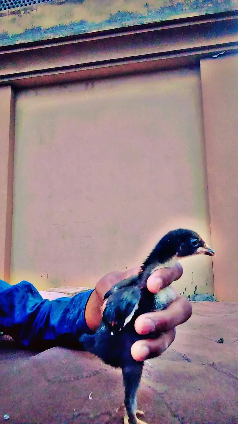 aseel Thai and shamo chicks for sale — photo 4