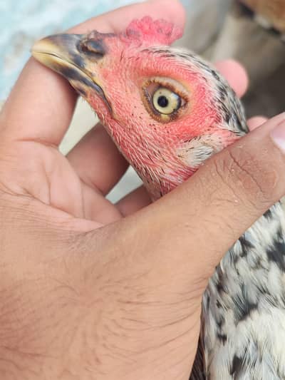 jawa murga or vietnami murgi