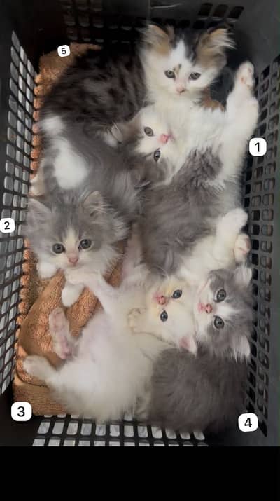 Persian cat and kitten for sale