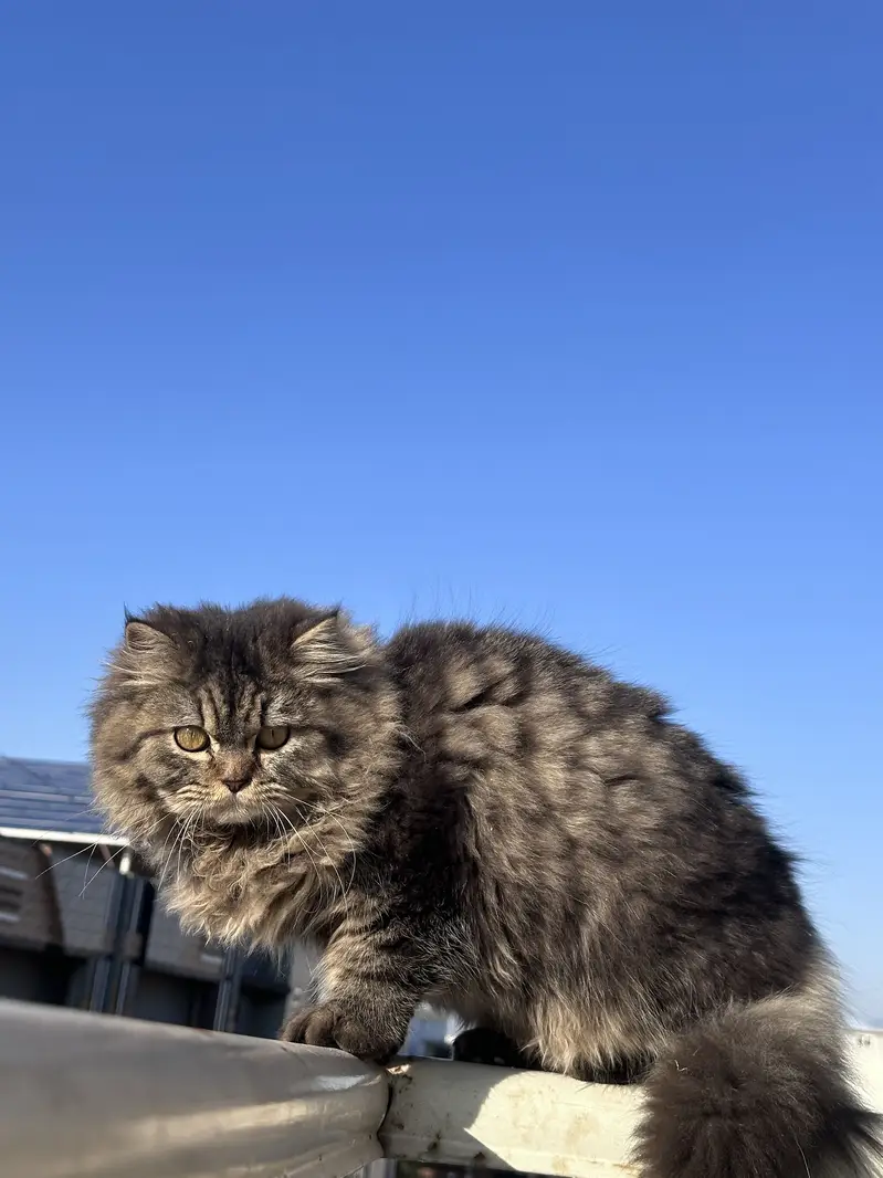 Persian cat and kitten for sale — photo 2