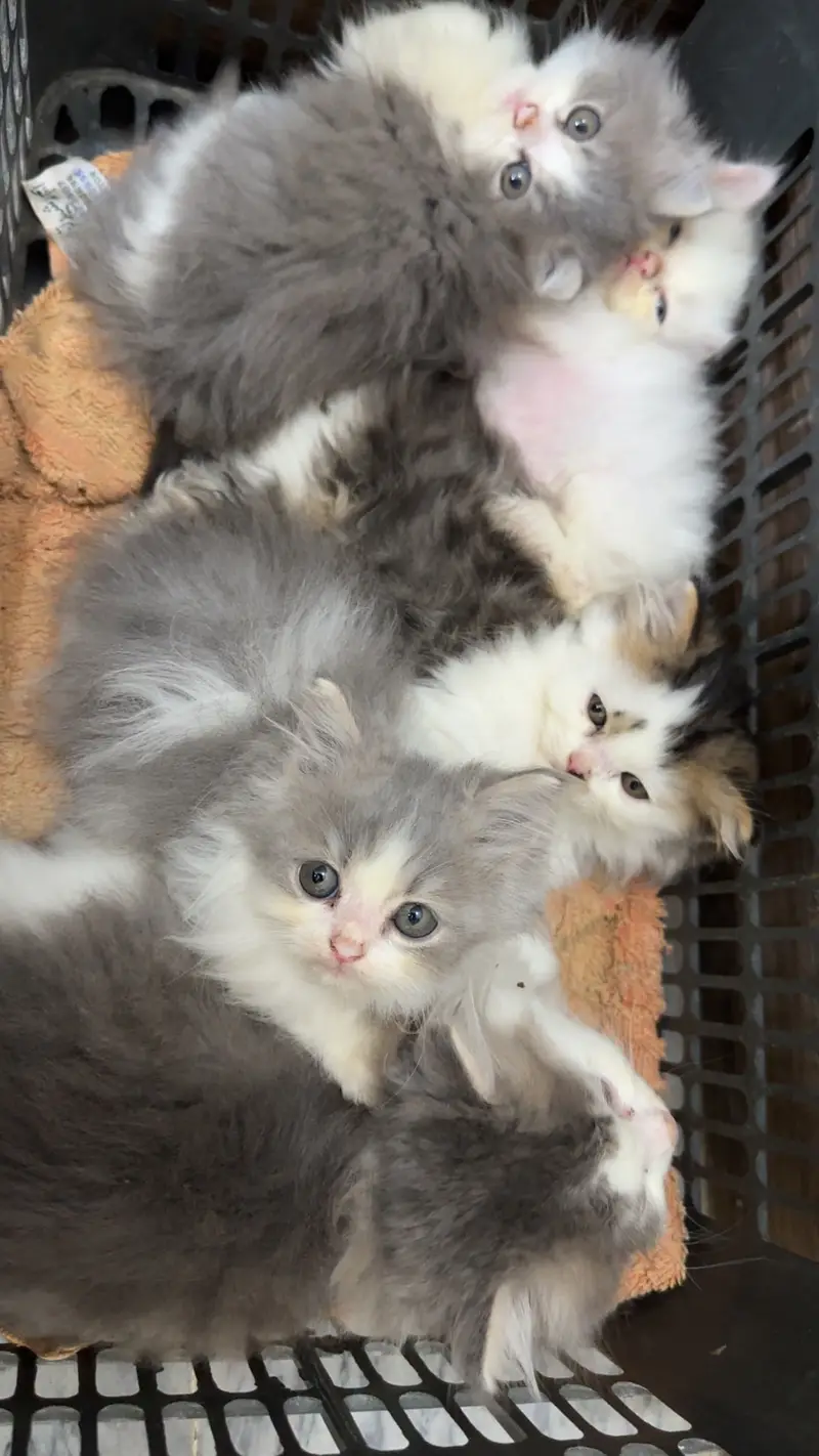 Persian cat and kitten for sale — photo 3