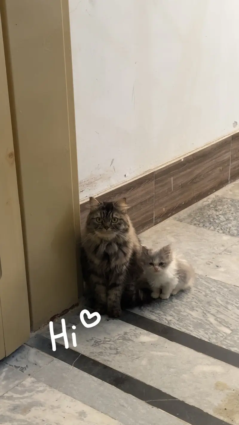 Persian cat and kitten for sale — photo 6