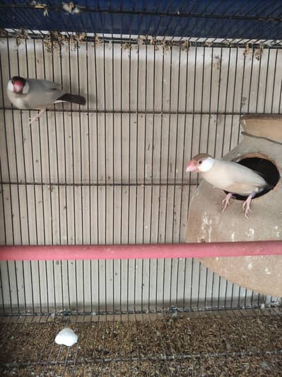 Fawn | Opal Java breeder pair