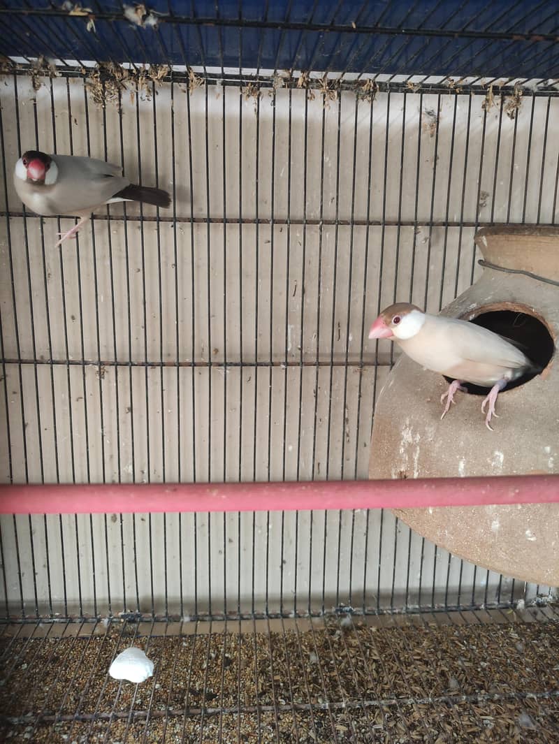 Fawn | Opal Java breeder pair 0