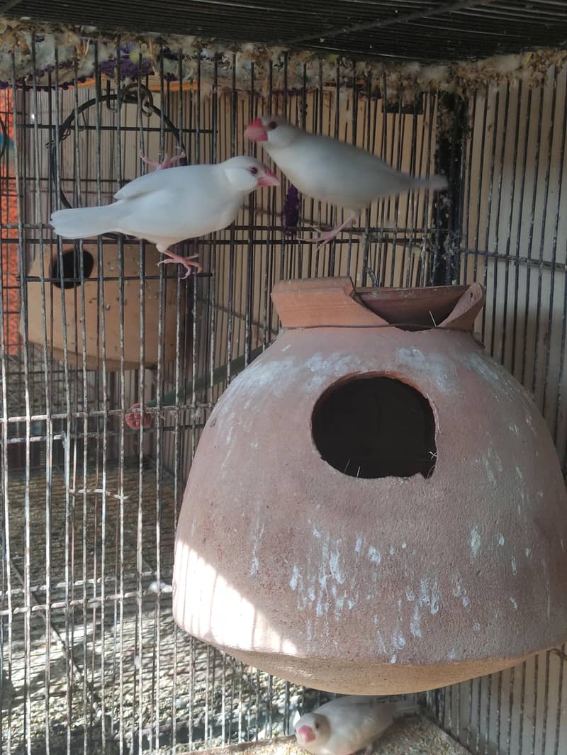 Fawn | Opal Java breeder pair 2