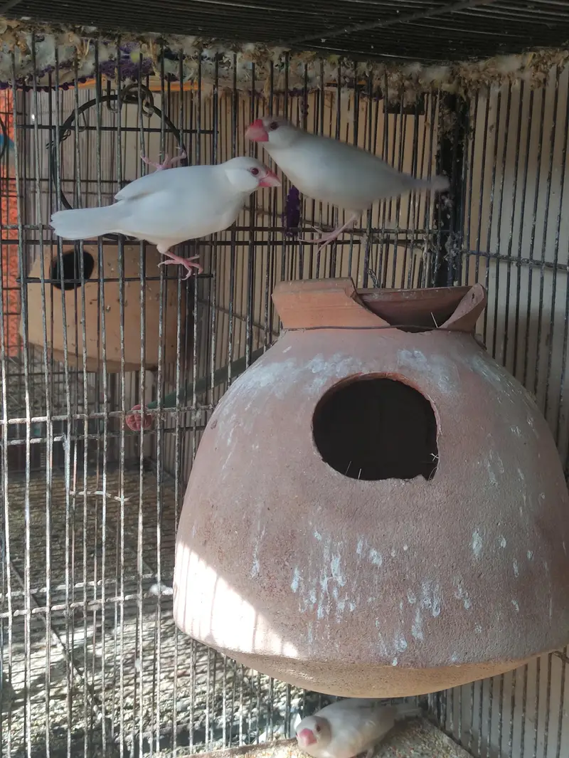 Fawn | Opal Java breeder pair — photo 3