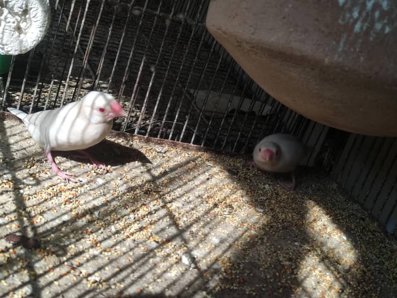 Fawn | Opal Java breeder pair 3